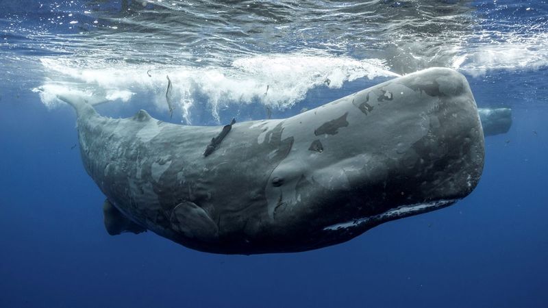Sperm Whales – Hunted For Their Unique Properties