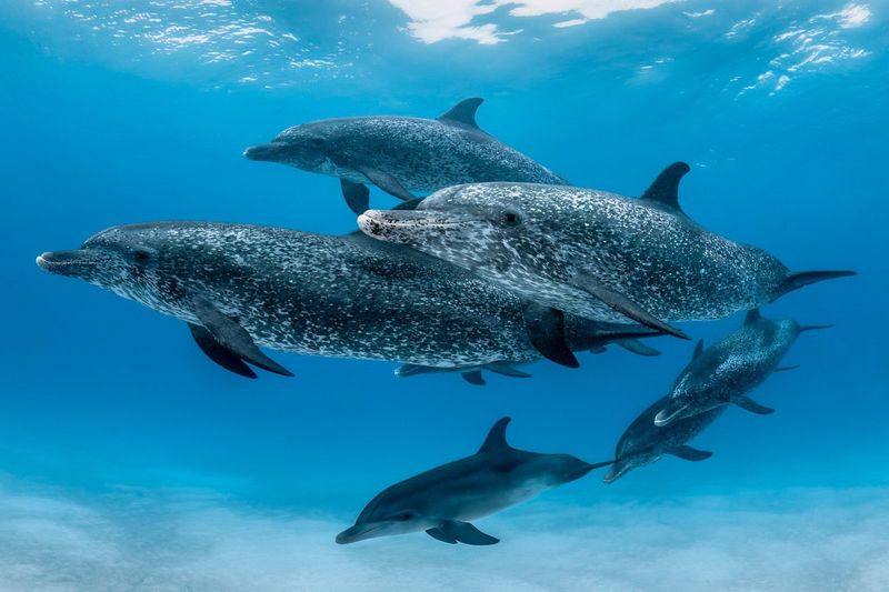 Synchronized Swimming Signals