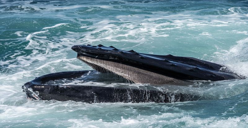 They Filter The Water Using Baleen Plates