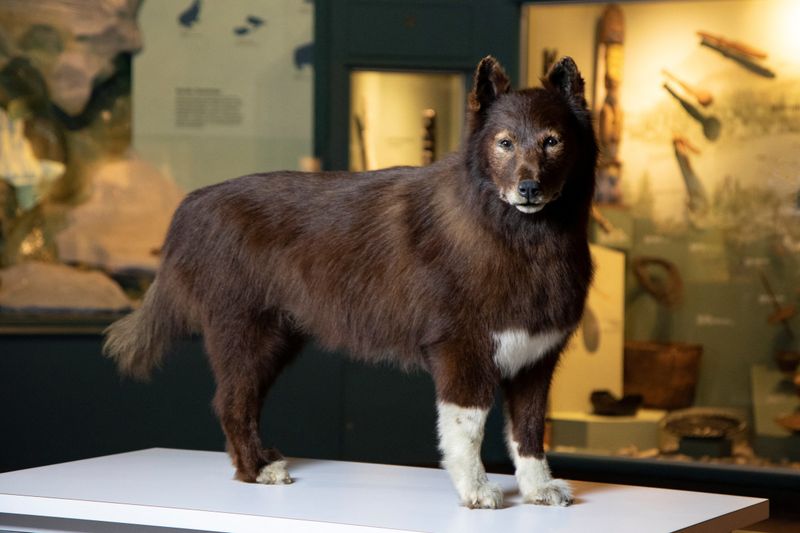 Balto