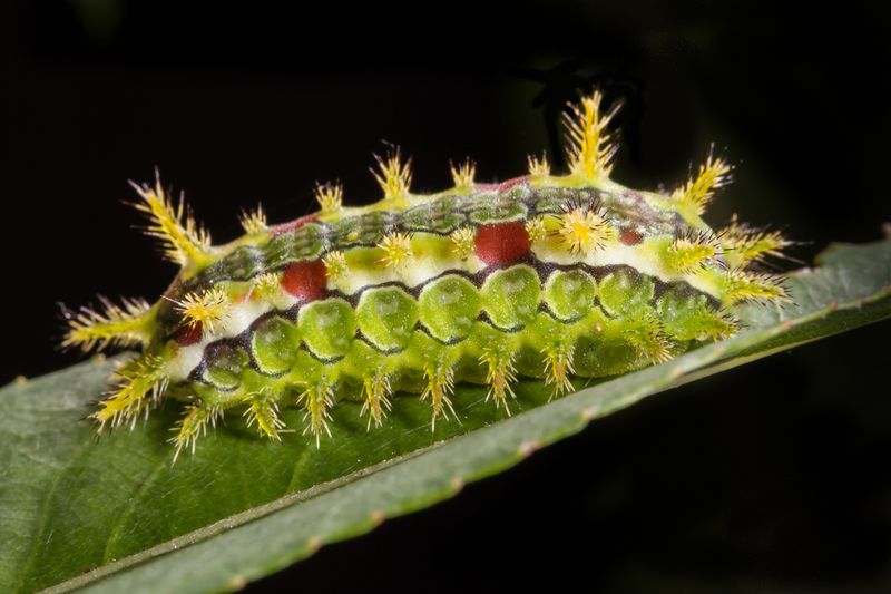 Spiny Oak Slug Caterpillar