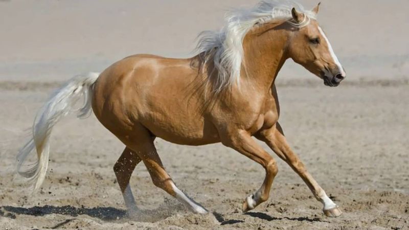 Palomino