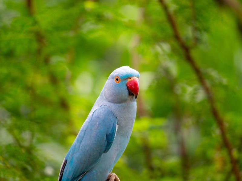Indian Ringneck Parakeets – Crystal-Clear Communicators