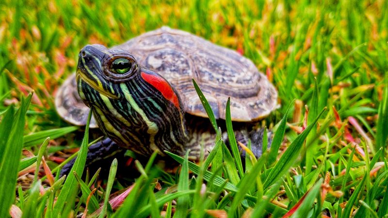 Turtles 