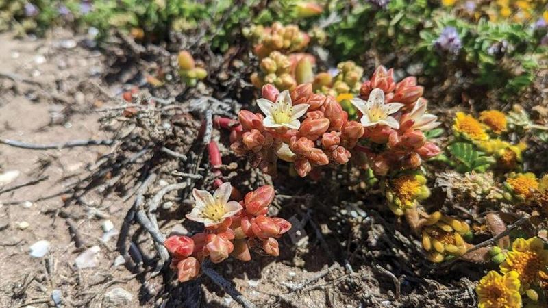 Endangered Plant Species Face Multiple Threats