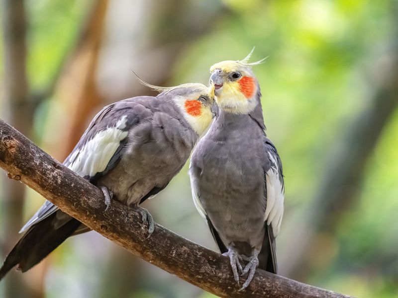 Cockatiels Crave Companionship