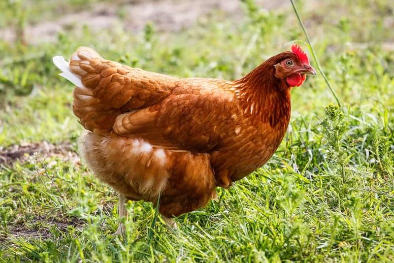 Golden Comet: The Egg-Laying Machine