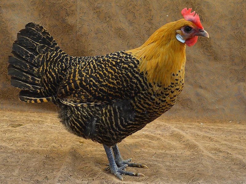 Golden Campine: The Energetic Aristocrat