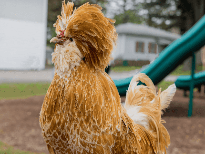 Golden-Laced Polish: The Punk Rock Showbird