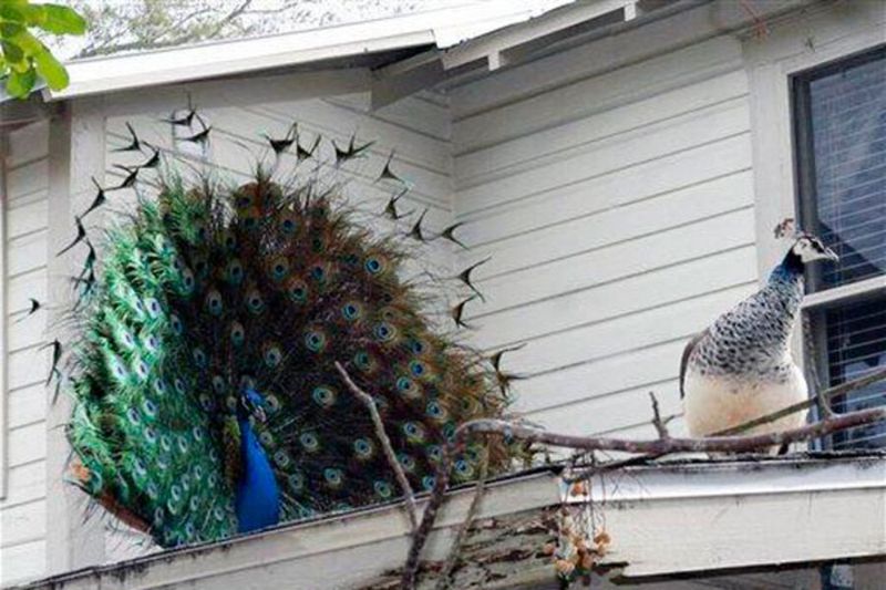 Peacocks