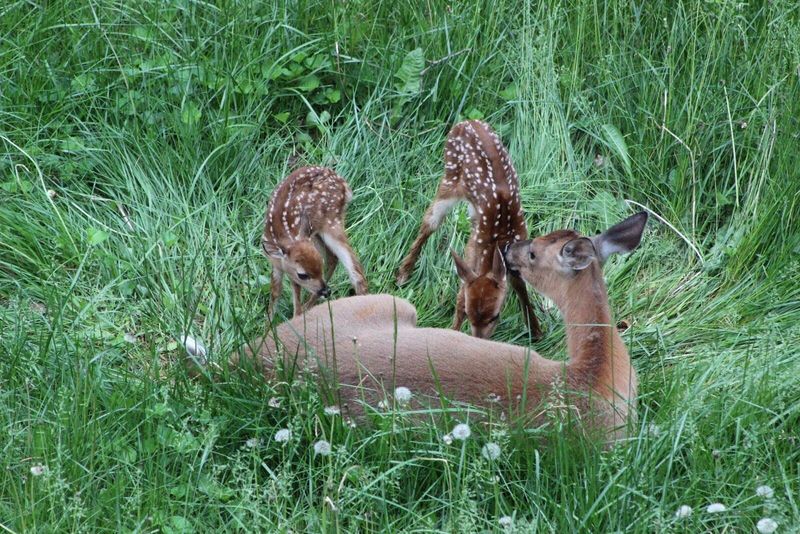 Predator-Free Living