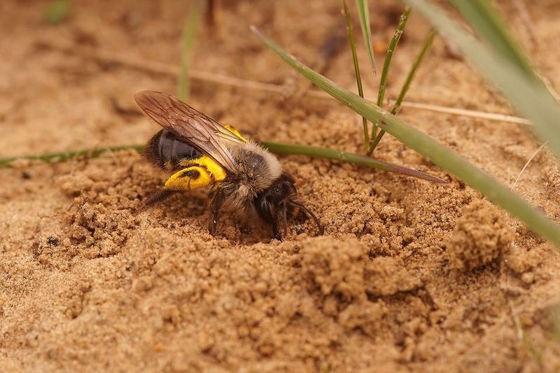Leave Bare Patches Of Soil