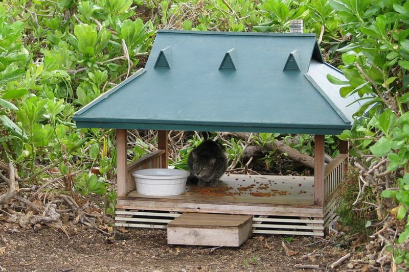Create A Feeding Station