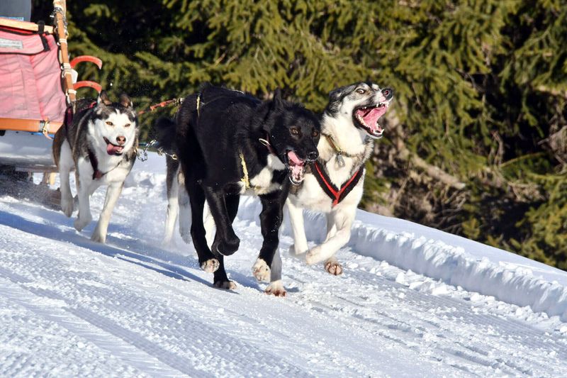 Why Alaskan Huskies Can Run For Miles