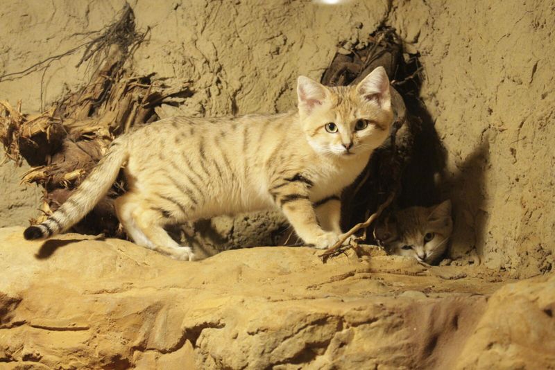 Camouflage That Disappears Into Sand