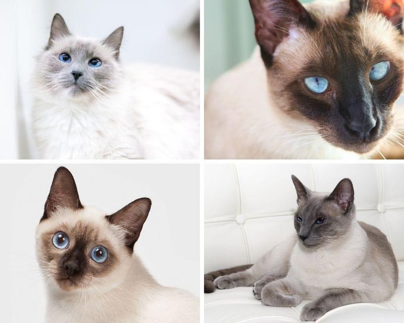 Four Distinct Color Variations