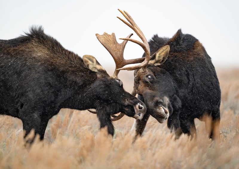 Moose Confrontation In Alaska Suburb