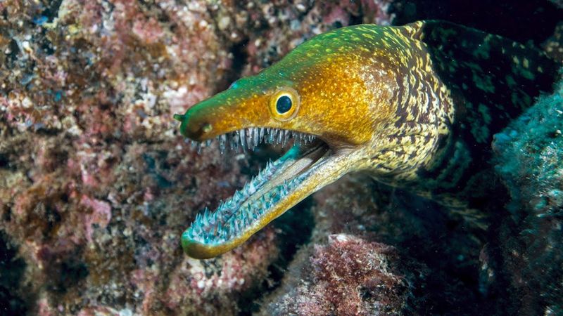 Moray Eel
