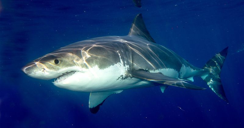 Great White Teeth Are Larger But Less Adapted For Freshwater