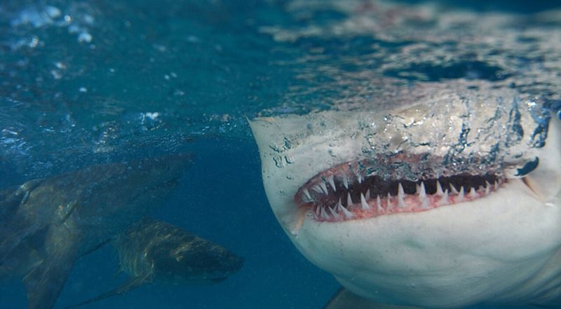 Their Teeth Are Designed To Tear Through Flesh