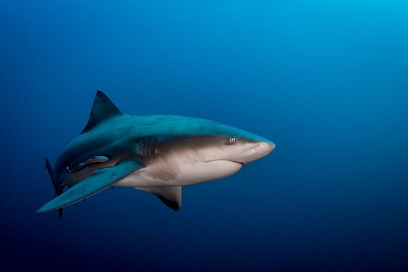 Bull Shark Teeth Are Triangular And Serrated
