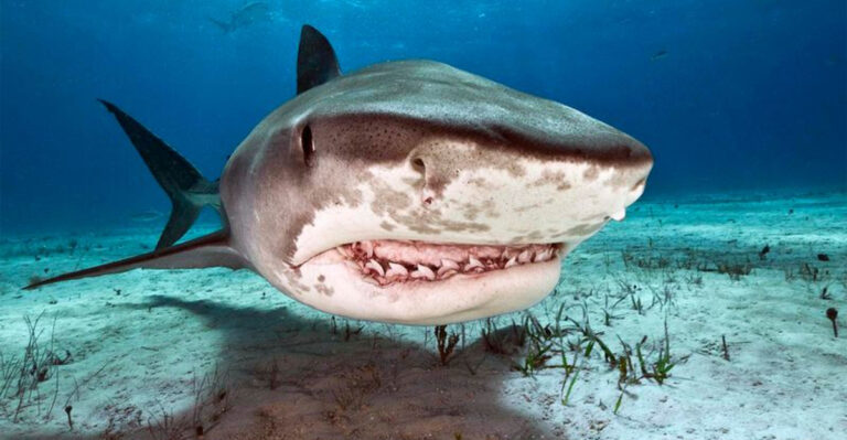 Bull Shark Teeth Explained: What They Reveal About Their Powerful Bite And Diet