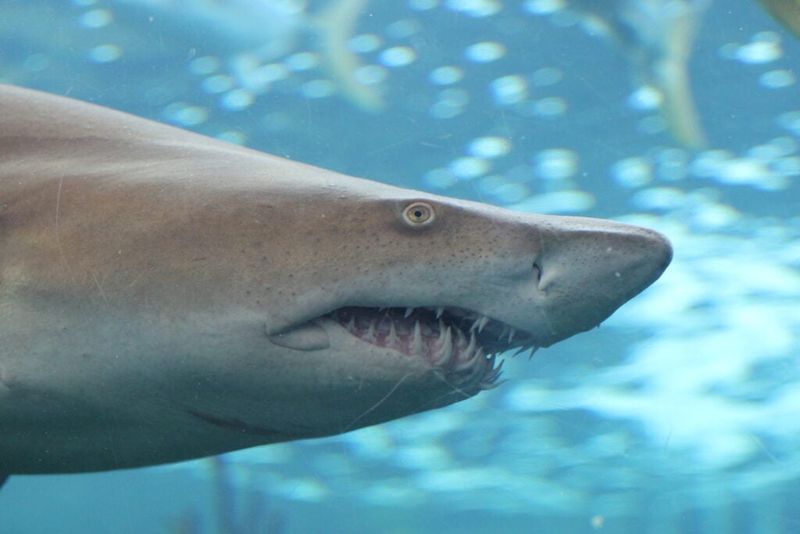 Multiple Rows Of Teeth Allow Constant Replacement
