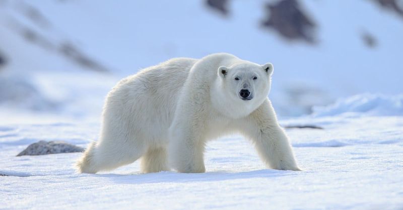 Polar Bears: Arctic Human Trackers