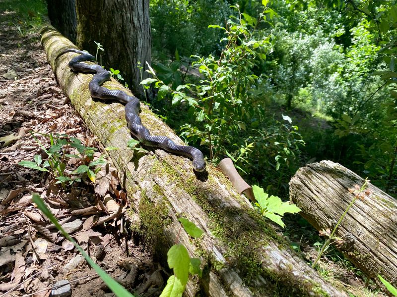 Missouri Black Snake