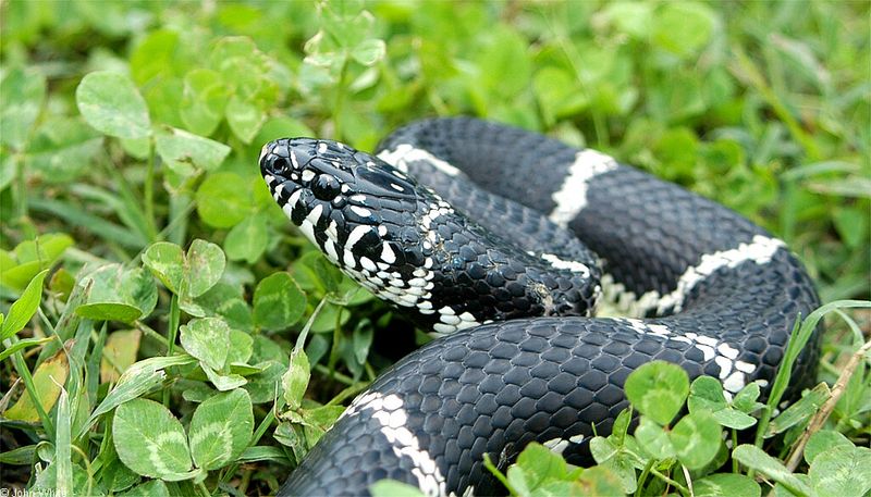 Eastern Kingsnake