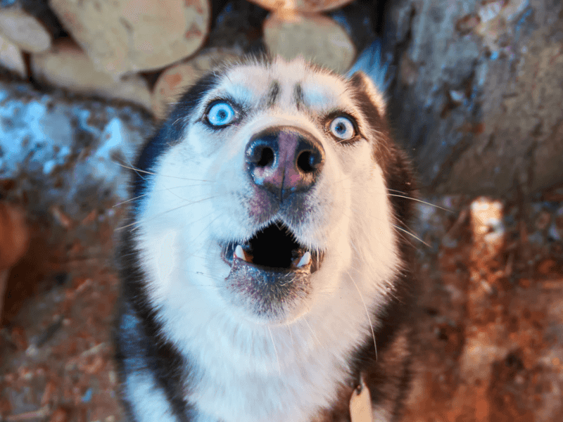 Siberian Husky