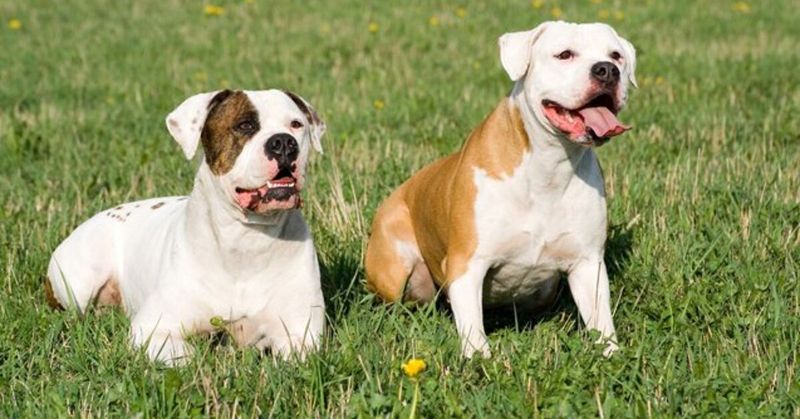 American Bulldogs