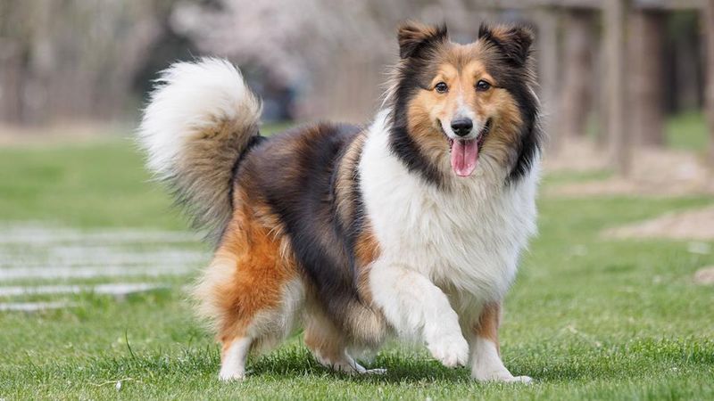 Shetland Sheepdog