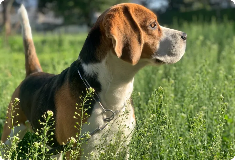 Beagle