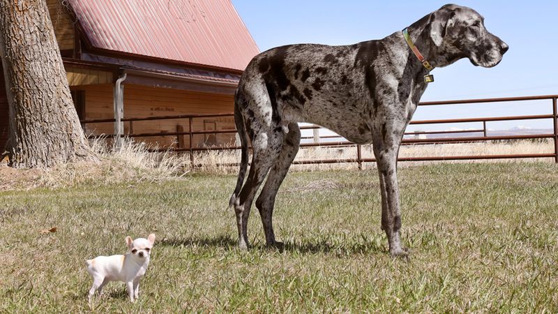 Great Danes
