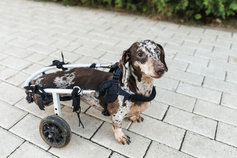 Dachshunds' Long Spines Spell Trouble