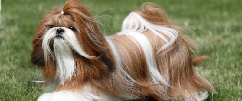 Shih Tzus Suffer Under Their Coats