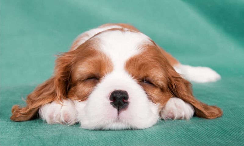 Cavalier King Charles Spaniels: Royal Resters