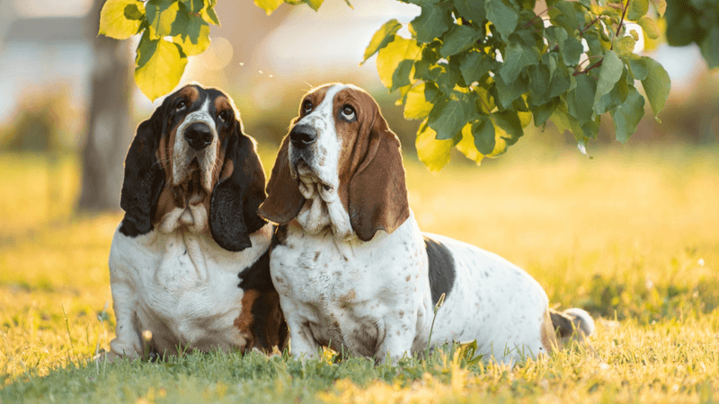Basset Hounds: Sniffers Not Diggers