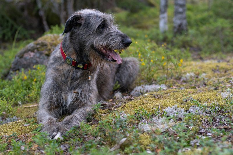 Irish Wolfhounds