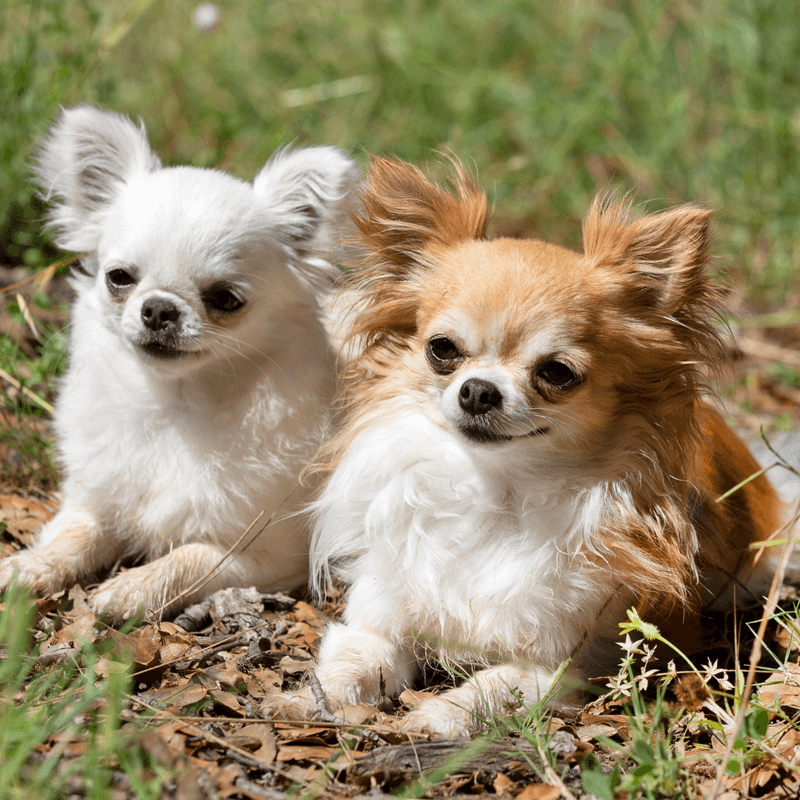 Chihuahuas