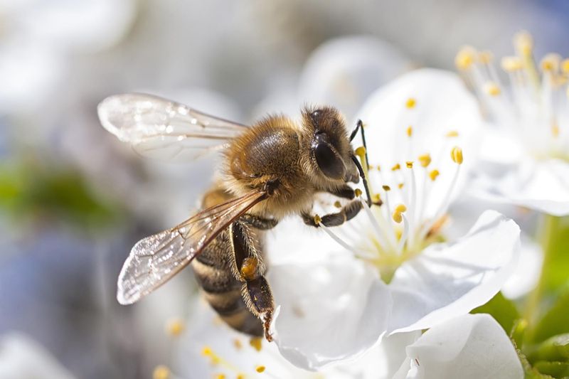 Sweet Invader: European Honeybee