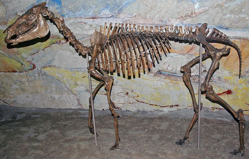 Hoof Beats Of Giants: Three-Toed Horses Once Galloped Through Florida