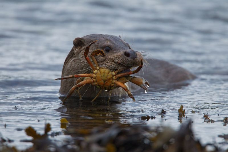 River Otter