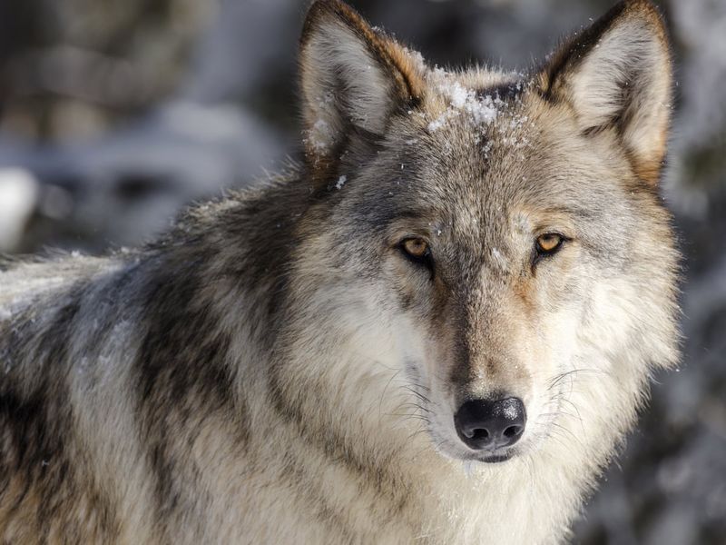 Wolves