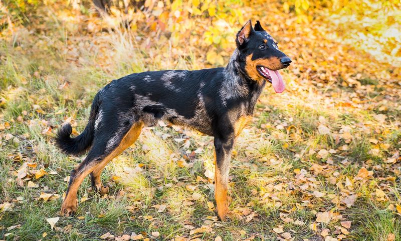 Beauceron's Boundary Sensors