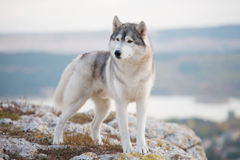 Huskies