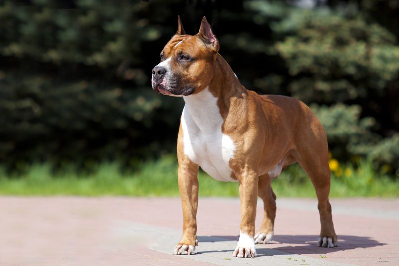 American Staffordshire Terriers: The Athletes With Bad Press