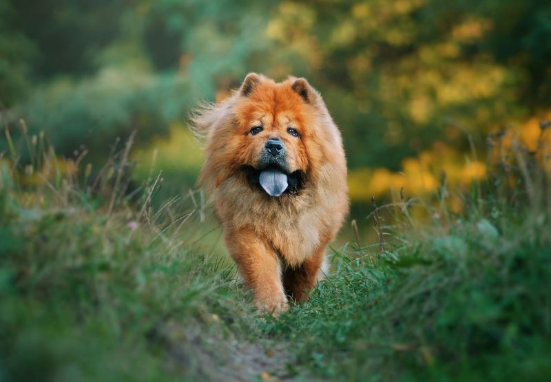 Chow Chows: Deceptively Dangerous Teddy Bears