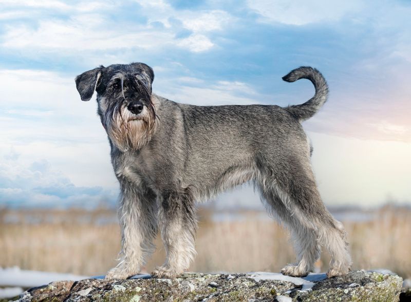 Standard Schnauzers: The Versatile Watchdogs